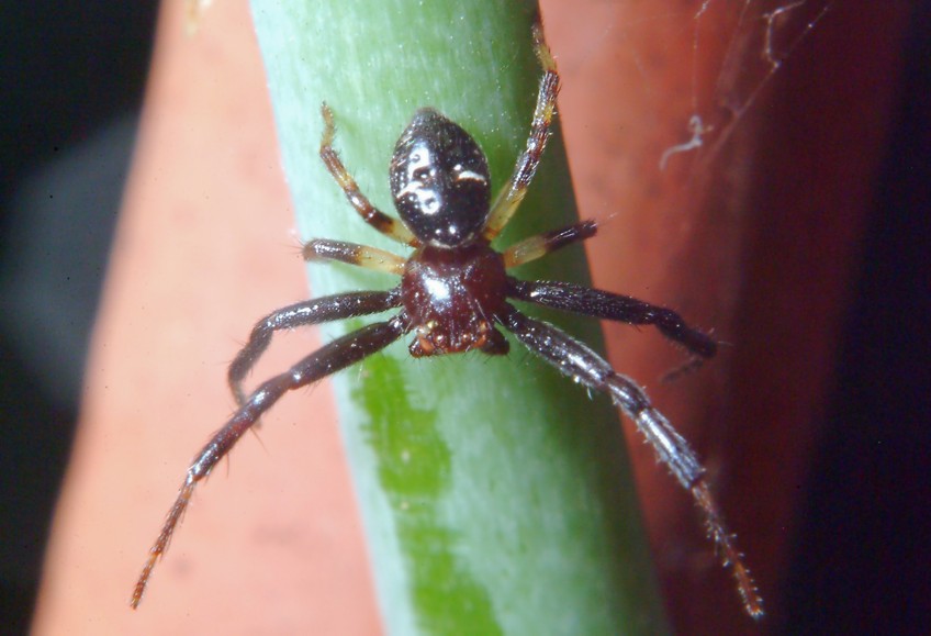 Bombo (sano!) e ragno (Maschio di Sinema globosum)